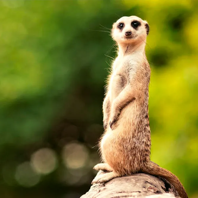 Suricate debout sur un tronc d'arbre.